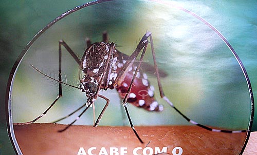  Assunto: Poster da campanha contra o mosquito da dengue (Aedes aegypti)  / Local:  Paragominas - Para - Brasil  / Data: 31/03/2009 