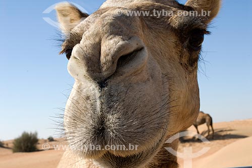 Assunto: Camelo (Camelus dromedarius) no Deserto de Dubai  / Local:  Deserto de Dubai - Emirados Árabes Unidos 