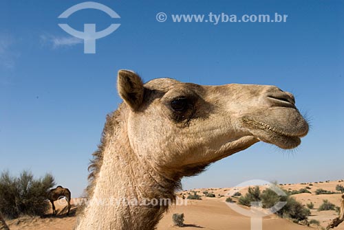  Assunto: Camelo (Camelus dromedarius) no Deserto de Dubai  / Local:  Deserto de Dubai - Emirados Árabes Unidos 