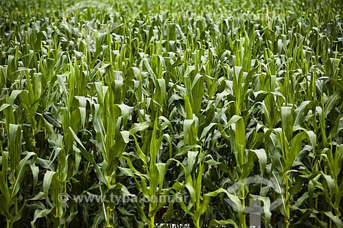  Assunto: Plantação de milho na BR-163  / Local:  Mato Grosso (MT) - Brazil  / Data: Abril de 2009 