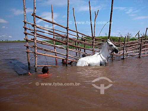  Assunto: Construção de curral dentro d`água, em paraná do rio Amazonas, no Campo Experimental do Baixo Amazonas da EMBRAPA  / Local:  Cacoal Grande, perto de Santarém - Pará (PA) - Brasil  / Data: 08/2003 