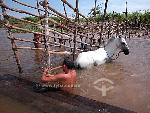  Assunto: Construção de curral dentro d`água, em paraná do rio Amazonas, no Campo Experimental do Baixo Amazonas da EMBRAPA  / Local:  Cacoal Grande, perto de Santarém - Pará (PA) - Brasil  / Data: 08/2003 