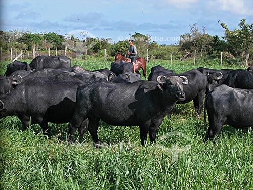  Assunto: Búfalos (Bubalus bubalis), na Fazenda da EMBRAPA - o Campo Experimental do Baixo Amazonas  / Local:  Cacoal Grande, na várzea do rio Amazonas, em Santarém, Pará, Brasil  / Data: 08/2003 