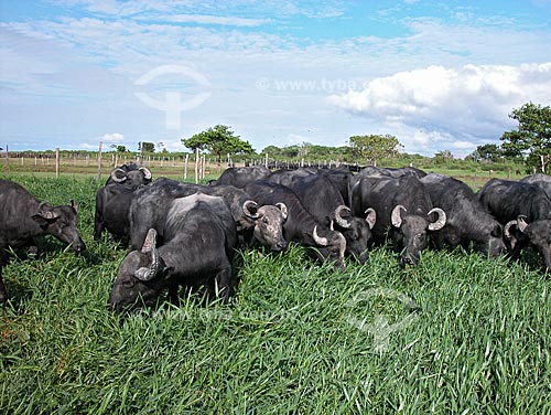  Assunto: Búfalos (Bubalus bubalis), na Fazenda da EMBRAPA - o Campo Experimental do Baixo Amazonas  / Local:  Cacoal Grande, na várzea do rio Amazonas, em Santarém, Pará, Brasil  / Data: 08/2003 