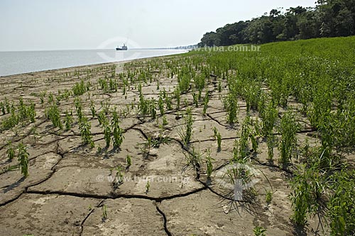  Assunto: Margem direita do rio Amazonas, solo exposto pela seca  / Local:  Amazonas (AM) - Brasil  / Data: 11/2008 