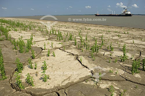  Assunto: Margem direita do rio Amazonas, solo exposto pela seca  / Local:  Amazonas (AM) - Brasil  / Data: 11/2008 