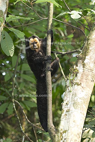  Assunto: Macaco-parauacu macho (Pithecia pithecia chrysocephala) na floresta amazônica do INPA  / Local:  Manaus - Amazonas (AM) - Brasil  / Data: 11/2007 