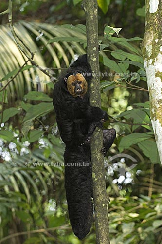  Assunto: Macaco-parauacu macho (Pithecia pithecia chrysocephala) na floresta amazônica do INPA  / Local:  Manaus - Amazonas (AM) - Brasil  / Data: 11/2007 