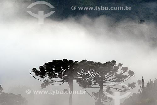  Assunto: Tapede de nuvens cobrindo árvores araucárias na Serra da Mantiqueira  / Local:  Fragaria - MG - Brasil  / Data: 05/2009 