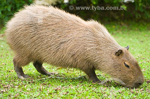  Assunto: Capivara (Hidrochoerus hidrochoeris), o maior roedor do mundo  / Local:  Blumenau - Santa Catarina (SC) - Brasil  / Data: 06/2009 
