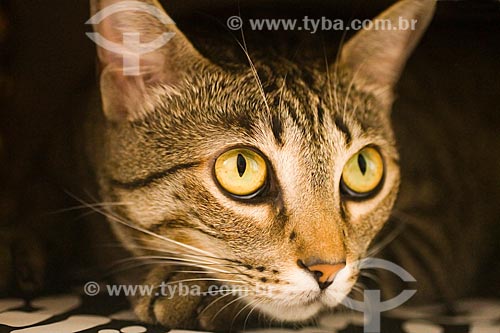  Assunto: Gato doméstico (Felis silvestris catus)  / Local:  Florianópolis - Santa Catarina (SC) - Brasil  / Data: 12/2009 