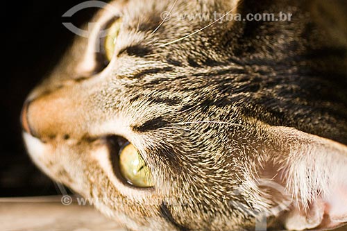  Assunto: Gato doméstico (Felis silvestris catus)  / Local:  Florianópolis - Santa Catarina (SC) - Brasil  / Data: 12/2009 