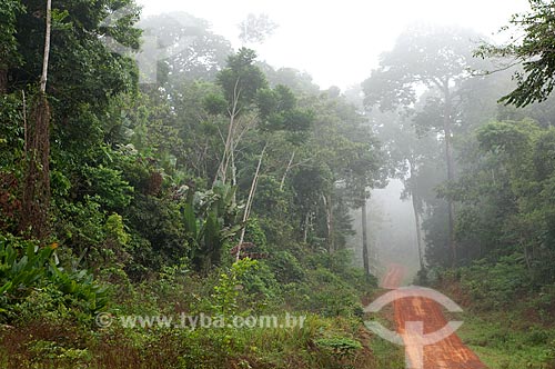  Assunto: Floresta amazônica / Local: Xapuri - Acre (AC) - Brasil / Data: 15/10/2009 