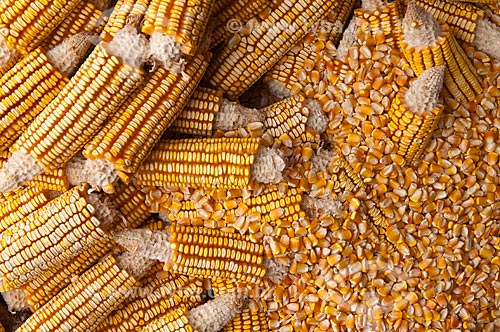 Assunto: Colheita de milho / Local: Xapuri - Acre (AC) - Brasil / Data: 15/10/2009 