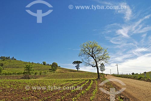  Assunto: Árvores em plantação de milho  / Local:  Rodeio Bonito - RS - Brasil  / Data: Setembro de 2009 