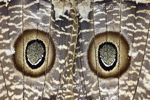  Assunto: Detalhe das asas de uma borboleta  / Local: Niterói - RJ - Brasil  / Data: Outubro de 2009 