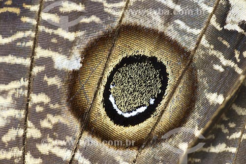  Assunto: Detalhe das asas de uma borboleta  / Local: Niterói - RJ - Brasil  / Data: Outubro de 2009 