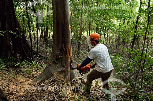  Trabalhadores cortando árvore de forma sustentável e evitando maiores danos para a floresta com o uso de uma serraria portátil que evita a entrada de tratores na mata, o manejo florestal é parte do projeto de proteção ambiental de Mamirauá   - Tefé - Amazonas - Brasil
