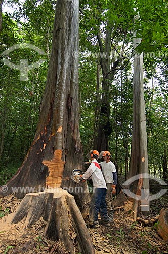  Trabalhadores cortando árvore de forma sustentável e evitando maiores danos para a floresta com o uso de uma serraria portátil que evita a entrada de tratores na mata, o manejo florestal é parte do projeto de proteção ambiental de Mamirauá   - Tefé - Amazonas - Brasil