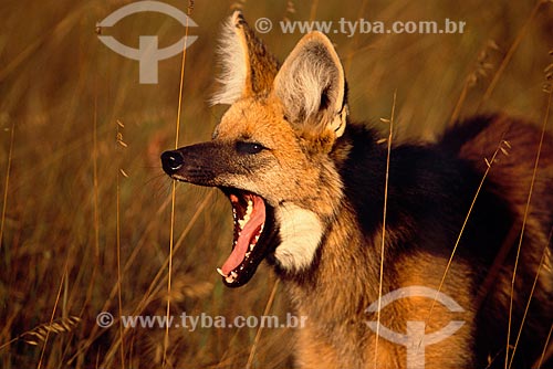  Assunto: Lobo-guará (Chrysocyon brachyurus) em seu habitat natural, o cerrado brasileiro  / Local:  Parque Nacional da Serra da Canastra - Minas Gerais (MG) - Brasil  / Data: 07/2004 
