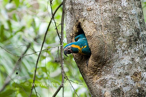  Assunto: Arara-barba-azul (Ara glaucogularis) na porta de seu ninho - Espécie ameaçada de extinção, com cerca de 100 aves apenas na natureza  / Local:  Palma Sola - Departamento de Beni - Bolívia  / Data: 11/2005 