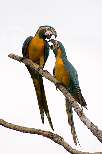  Assunto: Araras-barba-azul (Ara glaucogularis) em galho de embaúba - Espécie ameaçada de extinção, com cerca de 100 aves apenas na natureza  / Local:  Palma Sola - Departamento de Beni - Bolívia  / Data: 11/2005 