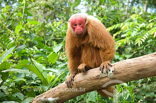  Assunto: Uacari-vermelho (Cacajao rubicundus) macho, no complexo turístico Amazon Ecopark Jungle Lodge  / Local:  Manaus - Amazonas (AM) - Brasil  / Data: 01/2006 