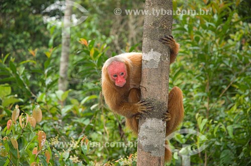  Assunto: Uacari-vermelho (Cacajao rubicundus) fêmea, no complexo turístico Amazon Ecopark Jungle Lodge  / Local:  Manaus - Amazonas (AM) - Brasil  / Data: 01/2006 