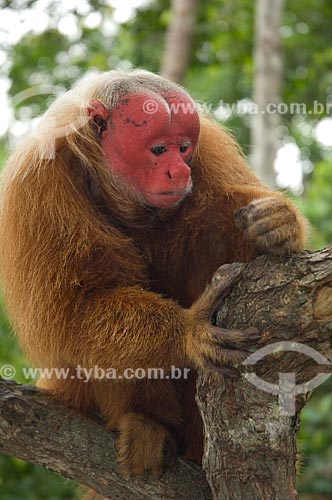  Assunto: Uacari-vermelho (Cacajao rubicundus) macho, no complexo turístico Amazon Ecopark Jungle Lodge  / Local:  Manaus - Amazonas (AM) - Brasil  / Data: 01/2006 