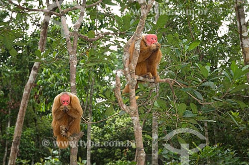  Assunto: Casal de Uacari-vermelhos (Cacajao rubicundus), no complexo turístico Amazon Ecopark Jungle Lodge  / Local:  Manaus - Amazonas (AM) - Brasil  / Data: 01/2006 