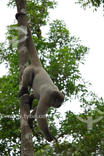  Assunto: Macaco-barrigudo (Lagothrix lagotricha cana) macho, no complexo turístico Amazon Ecopark Jungle Lodge  / Local:  Manaus - Amazonas (AM) - Brasil  / Data: 01/2006 