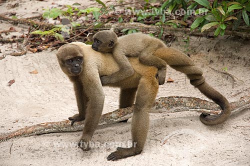  Assunto: Macaco-barrigudo (Lagothrix lagotricha cana) fêmea, com filhote nas costas, no complexo turístico Amazon Ecopark Jungle Lodge  / Local:  Manaus - Amazonas (AM) - Brasil  / Data: 01/2006 