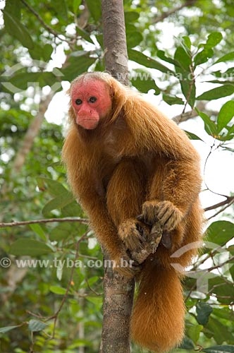  Assunto: Uacari-vermelho (Cacajao rubicundus) fêmea, no complexo turístico Amazon Ecopark Jungle Lodge  / Local:  Manaus - Amazonas (AM) - Brasil  / Data: 01/2006 