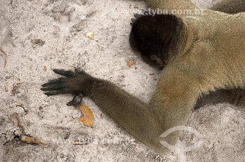  Assunto: Detalhe de mão de Macaco-barrigudo (Lagothrix lagotricha cana) macho, com seis dedos, no complexo turístico Amazon Ecopark Jungle Lodge  / Local:  Manaus - Amazonas (AM) - Brasil  / Data: 01/2006 