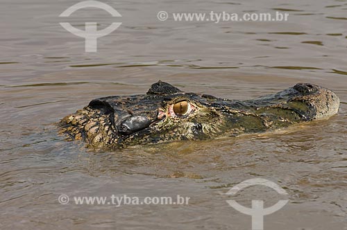  Assunto: Jacaré-açu (melanosuchus niger) no lago Mamirauá, junto da Pousada Uacari na Reserva de Desenvolvimento Sustentável (RDS) Mamirauá  / Local:  Amazonas (AM) - Brasil  / Data: 03/2007 