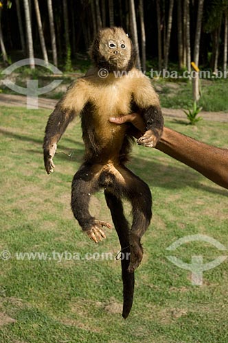  Assunto: Macaco-prego-de-peito-amarelo empalhado (Cebus xanthosternos)  / Local:  Costa do Sauípe - Bahia (BA) - Brasil  / Data: 05/2007 