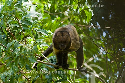  Assunto: Macaco-prego-de peito-amarelo (Cebus xanthosternos), raro e ameaçado de extinção, na mata atlântica da Costa do Sauípe  / Local:  Bahia (BA) - Brasil  / Data: 05/2007 