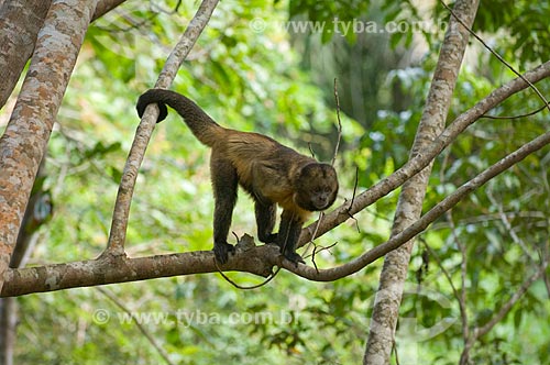  Assunto: Macaco-prego-de peito-amarelo (Cebus xanthosternos), raro e ameaçado de extinção, na mata atlântica da Costa do Sauípe  / Local:  Bahia (BA) - Brasil  / Data: 05/2007 