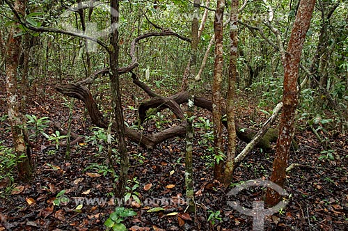  Assunto: Vegetação de campinarana amazônica na Reserva Biológica da Campina, do Instituto Nacional de Pesquisas da Amazônia - INPA / Local: perto de Manaus - Amazonas (AM) - Brasil  / Data: 05/01/2006 