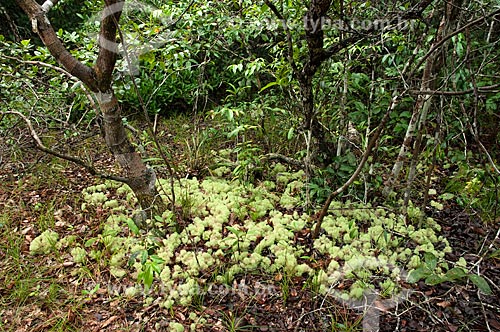  Assunto: Líquens (Cladonia sp.) de vegetação amazônica na Reserva Biológica da Campina, do Instituto Nacional de Pesquisas da Amazônia - INPA / Local: perto de Manaus - Amazonas (AM) - Brasil  / Data: 05/01/2006 