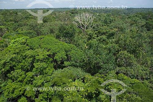  Assunto: Floresta amazônica de terra-firme, vista da torre de meteorologia do Instituto Nacional de Pesquisas da Amazônia - INPA, na Reserva Biológica do Cuieiras  / Local: perto de Manaus - Amazonas (AM) - Brasil  / Data: 08/01/2006 