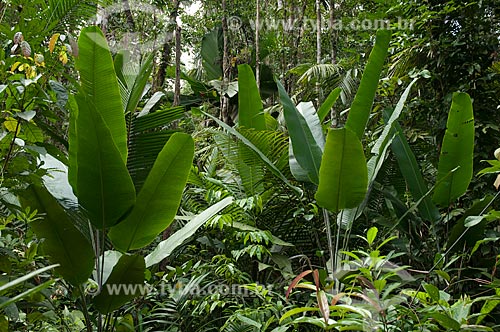  Assunto: Reserva Biológica do Cuieiras, BR-174  / Local: perto de Manaus - Amazonas - Brasil  / Data: 09/01/2006 