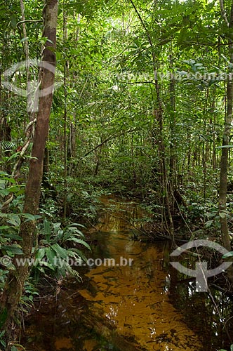  Assunto: Igarapé na floresta amazônica de terra-firme na Reserva Biológica do Cuieiras  / Local: perto de Manaus - Amazonas - Brasil  / Data: 09/01/2006 