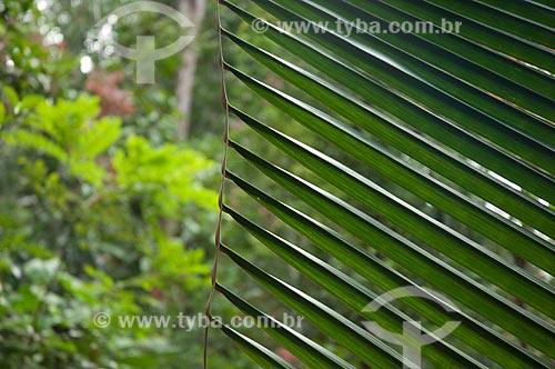  Assunto: Folha de palmeira na Reserva Biológica do Cuieiras  / Local: perto de Manaus - Amazonas (AM) - Brasil  / Data: 09/01/2006 