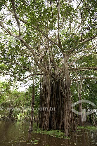  Assunto: Reserva de Desenvolvimento Sustentável Mamirauá em matas alagadas no Rio Solimões  / Local: Alto Amazonas - Amazonas (AM) - Brasil  / Data: 07/03/2007 