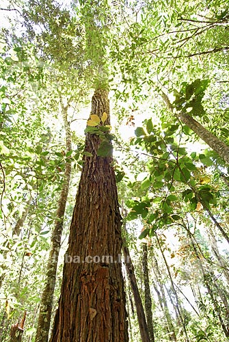  Assunto: Jacarandá (Machaerium villosum) formando mata ciliar no Parque Nacional das Emas  / Local: Goiás (GO) - Brasil  / Data: 29/07/2006 