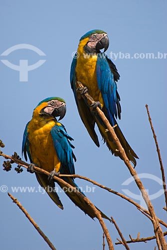  Assunto: Arara-de-barriga-amarela (Ara ararauna) também conhecida como Arara no Parque Nacional das Emas  / Local: Goiás (GO) -  Brasil  / Data: 11/09/2007 