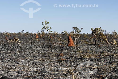 Assunto: Vegetação formada por arbustos no cerrado brasileiro - denominado campo sujo - após queimada / Local: Parque Nacional das Emas - Goiás (GO) - Brasil  / Data: 21/10/2006 