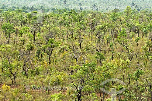  Assunto: Vegetação formada por arbustos no cerrado brasileiro denominado campo sujo / Local: Parque Nacional das Emas - Goiás (GO) - Brasil  / Data: 07/09/2007 