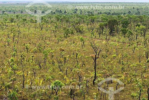  Assunto: Vegetação formada por arbustos no cerrado brasileiro denominado campo sujo / Local: Parque Nacional das Emas - Goiás (GO) - Brasil  / Data: 07/09/2007 